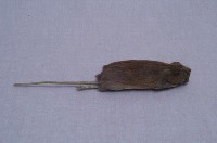 Formosan Field Mouse Collection Image, Figure 4, Total 18 Figures